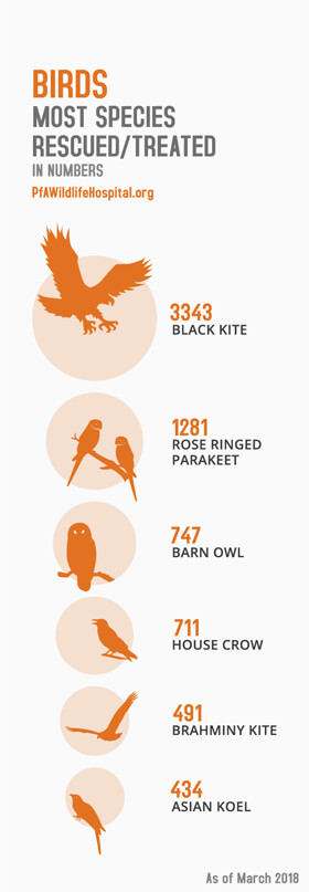 PFA birds