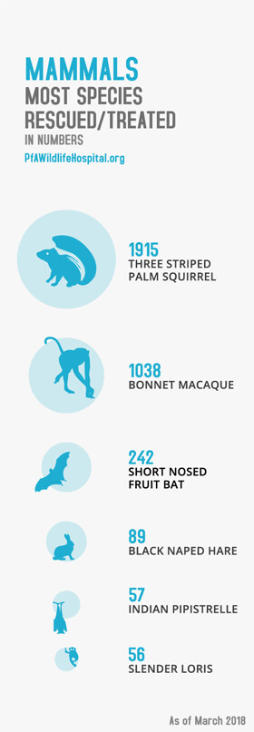PFA mammals