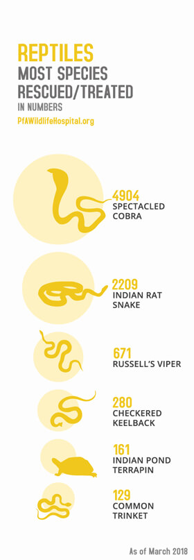 PFA reptiles