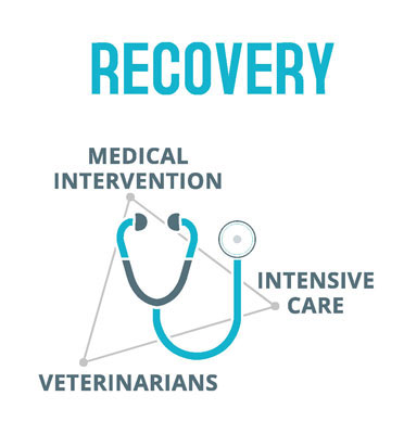 recovery