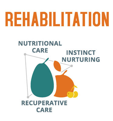 rehabilitation