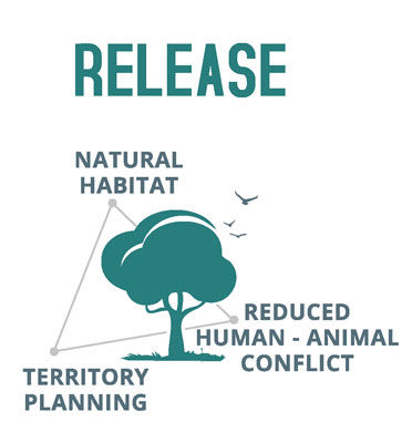 release