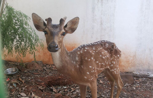 Wild Animals